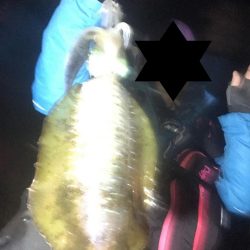 今年激シブの南紀でも場所選べばなんとかエギングでアオリイカ釣れる